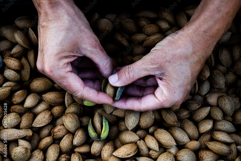 Nuts Production